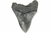 Fossil Megalodon Tooth - South Carolina #203107-2